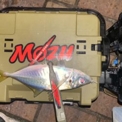 癒しのアジング