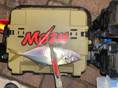 癒しのアジング