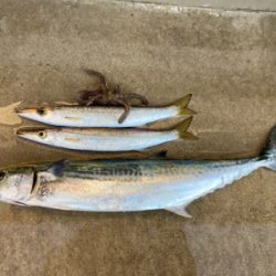 堤防ショアジギングでサゴシ&カマス&タコ