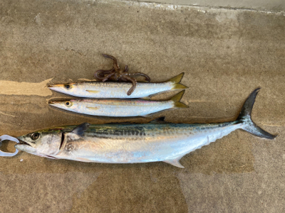 堤防ショアジギングでサゴシ&カマス…