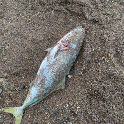 サーフジギング