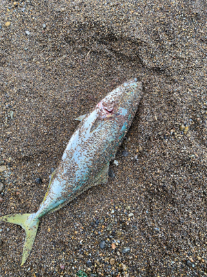 サーフジギング