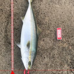 太刀魚→青物調査