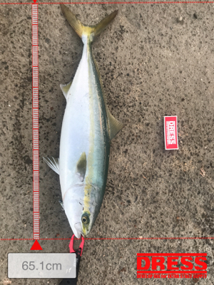 太刀魚→青物調査