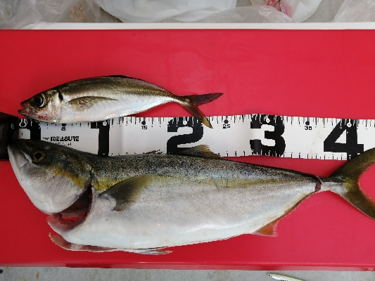 ショアジギング