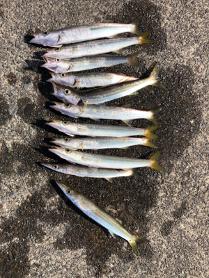 カマス！暗い時間は朝夕ともには1〜2本の白…