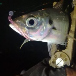 アジング練習 224