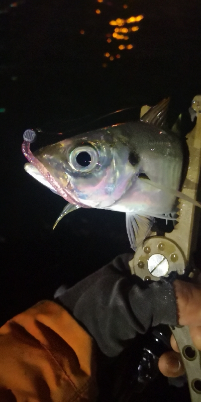 アジング練習 224