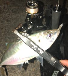 アジングナイト(プチ入れ食い)