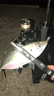 アジングナイト(プチ入れ食い)