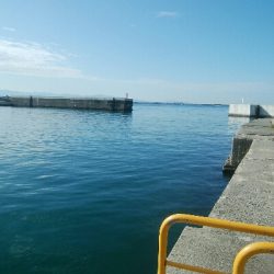 サビキで、小アジ14匹!アイゴ1匹!