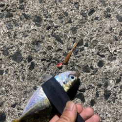 アジング釣果