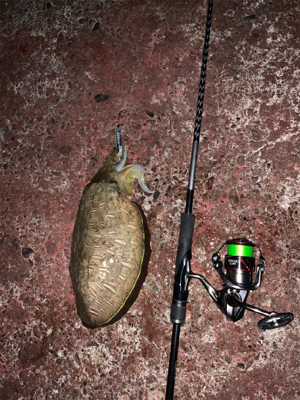 コココココウイカ？？？