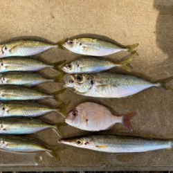 デイアジングで、アジ、カマス、真鯛、ワニごち！！