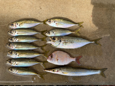 デイアジングで、アジ、カマス、真鯛、ワニご…