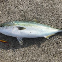 ショアメジロ2本目＋珍客