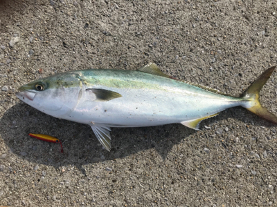 ショアメジロ2本目＋珍客