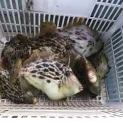 イカハゲの呼吸