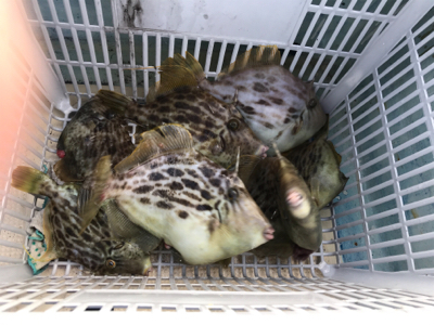 イカハゲの呼吸