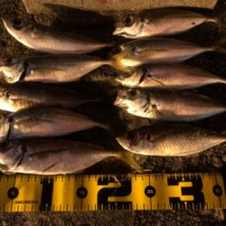 釣って良し！食べて良し！