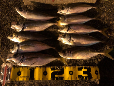 釣って良し！食べて良し！