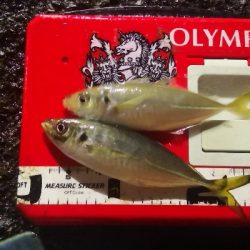 アジング練習  225  鱗付け作戦 Revo ALX THETA 1000S