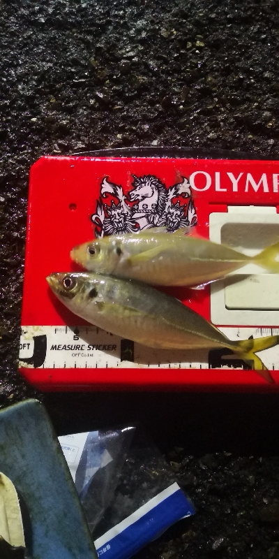 アジング練習  225  鱗付け作戦 Re…