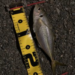 ボトムでアジ連発！