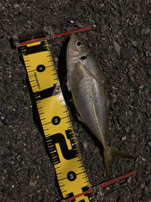 ボトムでアジ連発！