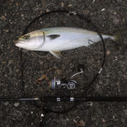 太刀魚釣れ出してるみたいです‍♂️