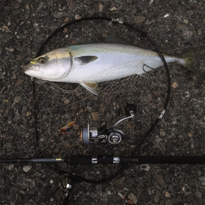 太刀魚釣れ出してるみたいです‍♂️