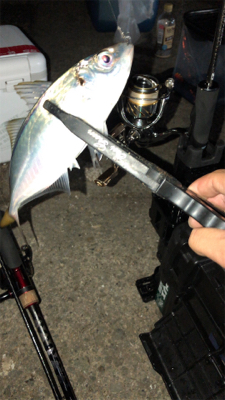 アジングナイト(向かい風)