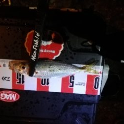 南港アジング　渋くなってきました。