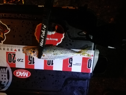 南港アジング　渋くなってきました。