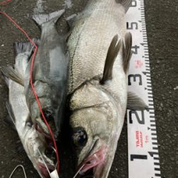 朝マズメにランカーヒラスズキ!!