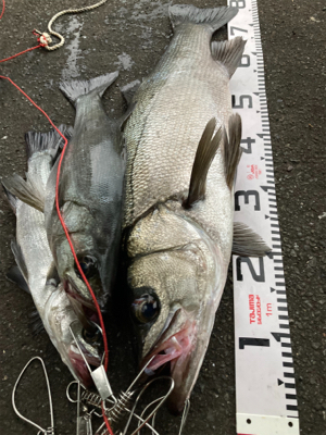 朝マズメにランカーヒラスズキ！！