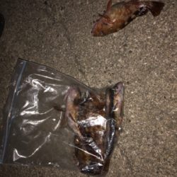 アジング練習のはずが