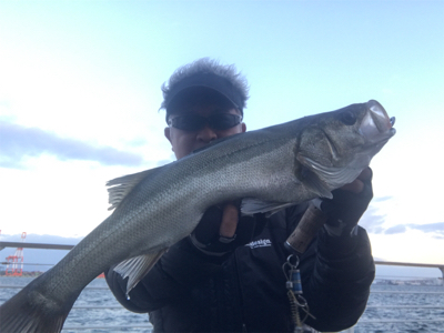 コスモスクエア釣果