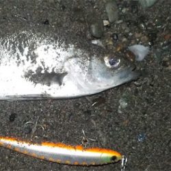 シーバスくん！