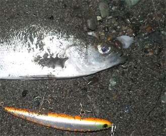 シーバスくん！