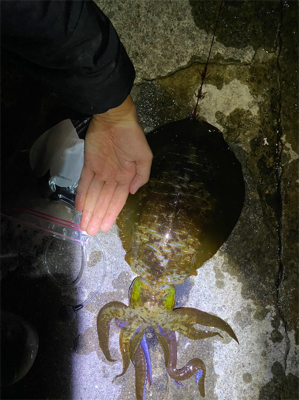 アオリイカ胴長29センチ