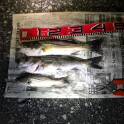 また、セイゴ40cm