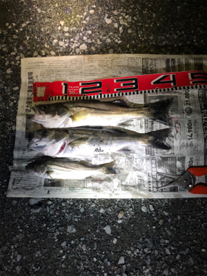 また、セイゴ40cm