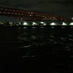 大阪湾奥アジング 鱗つけ