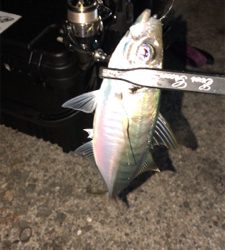 アジングナイト(寒かった)