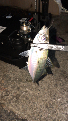 アジングナイト(寒かった)