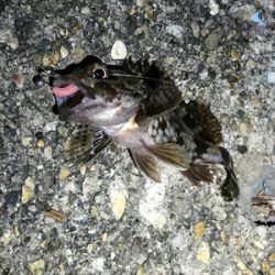 メバルはいるかな？