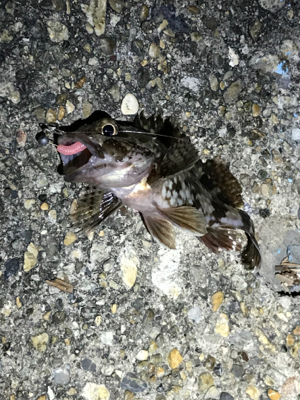 メバルはいるかな？