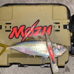 昨日のリベンジ釣行