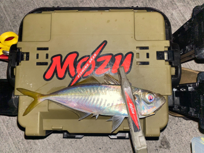 昨日のリベンジ釣行